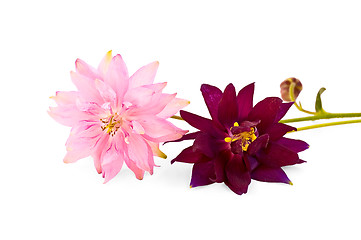 Image showing Aquilegia