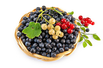 Image showing Blueberries with red and white currants