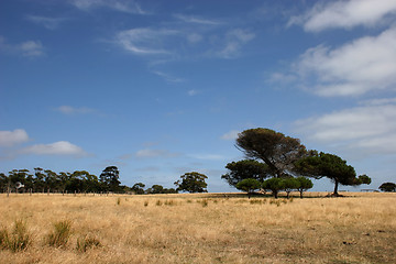 Image showing Tree