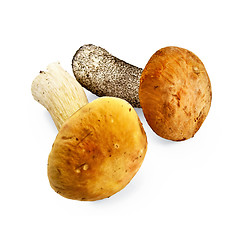 Image showing Mushroom orange-cap boletus and cep