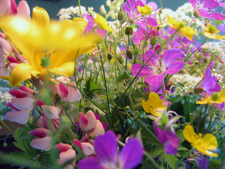 Image showing meadow flowers