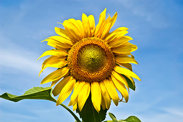 Image showing Sunflower yellow