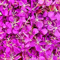 Image showing The texture of the flowers of fireweed