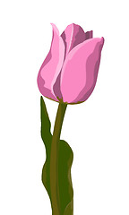 Image showing Tulip pink vector