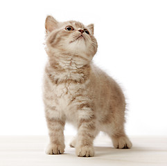 Image showing kitten on white background