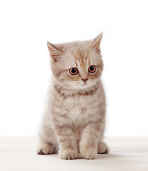 Image showing kitten on white background