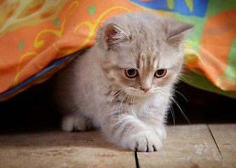 Image showing kitten under bed