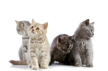 Image showing four british short hair kittens