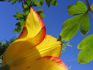 Image showing Farmorstulpan. Swedish heirloom tulip