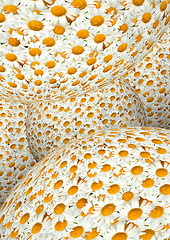 Image showing White camomiles as a background