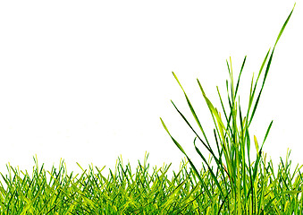 Image showing Green grass