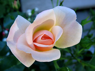 Image showing rose