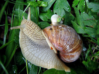 Image showing snail