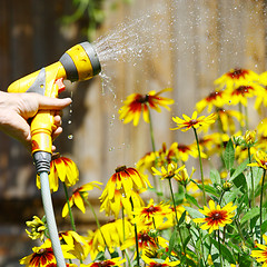 Image showing Watering Flowers