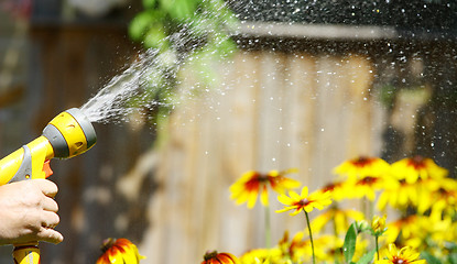 Image showing Watering Flowers