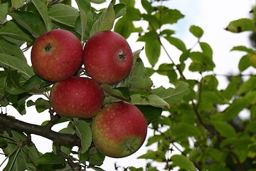 Image showing Apples