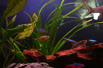 Image showing Aquarium