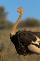 Image showing Portrait of an ostrich