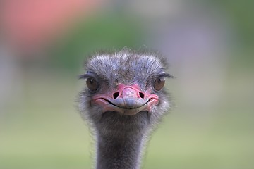 Image showing Portrait of an ostrich