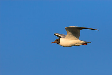 Image showing Black-headed gull