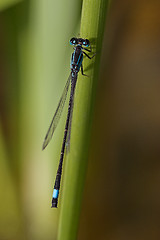 Image showing Closeup of a dragonfly