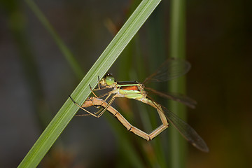 Image showing Closeup of a dragonfly