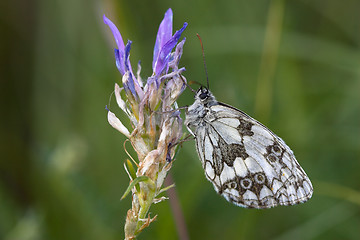 Image showing Closeup of a marbled white butterfly