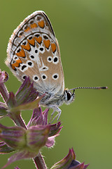 Image showing Closeup of a coomon blue butterfly