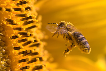 Image showing Macro of a honeybee in a sunflower