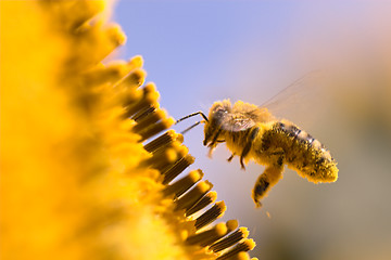 Image showing Macro of a honeybee in a sunflower