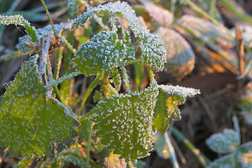 Image showing Leaves on a winter morning