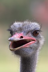 Image showing Portrait of an ostrich