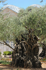 Image showing Garden of Gethsemane