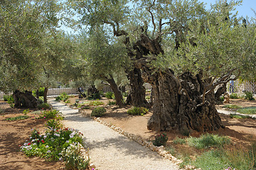 Image showing Garden of Gethsemane