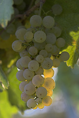 Image showing Wine grapes