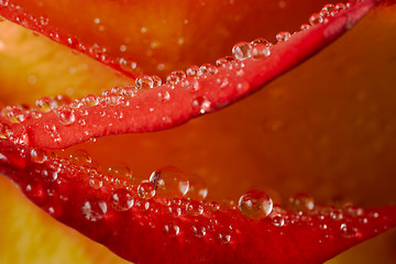 Image showing Closeup of a rose