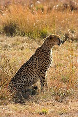 Image showing Portrait of a cheetah