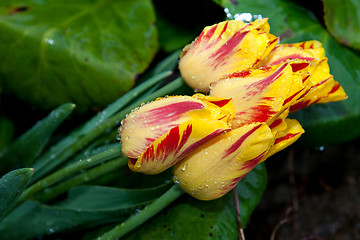 Image showing Yellow tulips