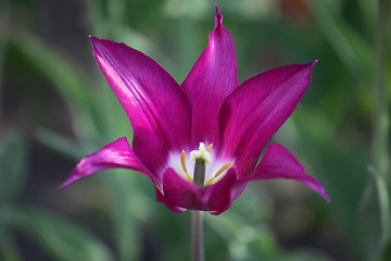 Image showing Tulip bud. Close-up view.