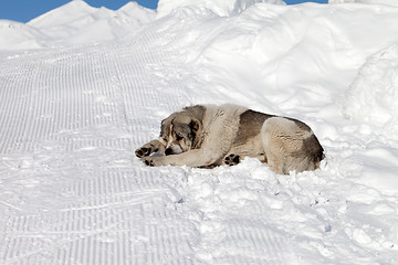 Image showing Dog sleeping on snow