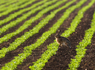 Image showing Hare in a field