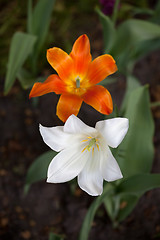 Image showing Two tulip buds. Close-up view