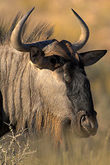 Image showing Portrait of Gnu