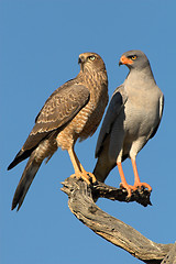 Image showing Pair of pale-chanting goshakws on a tree