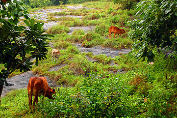 Image showing Cows on the Rocky Hill