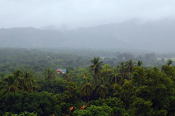 Image showing Foggy Vegetation of Sri Lanka