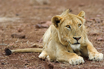 Image showing Portrait of a lion