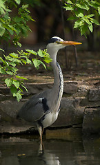 Image showing Portrait of a grey heron