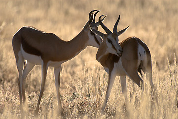 Image showing Two springbucks in the evening sun