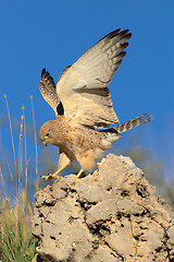 Image showing Lesser kestrel landing on rock